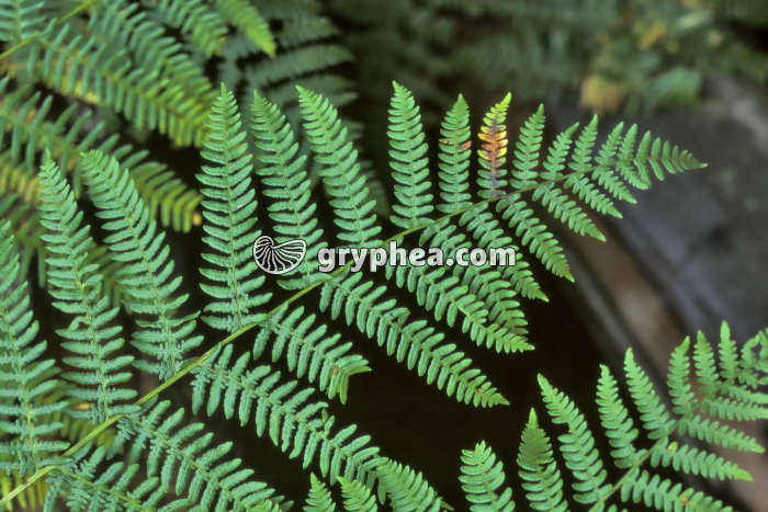 Pteridium aquilinum - gryphea.com